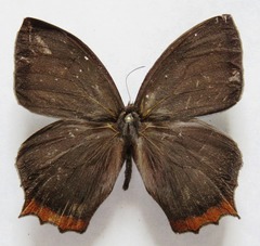 Taygetis rufomarginata