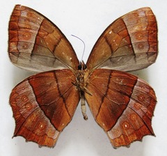 Taygetis rufomarginata