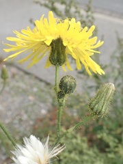 Sonchus arvensis