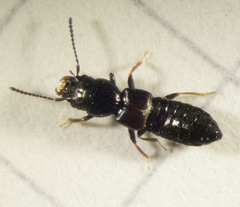 Platystethus alutaceus