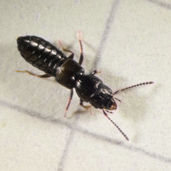 Platystethus alutaceus