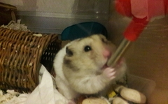 Mesocricetus auratus