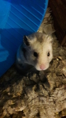 Mesocricetus auratus