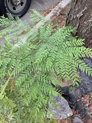 Magnoliopsida