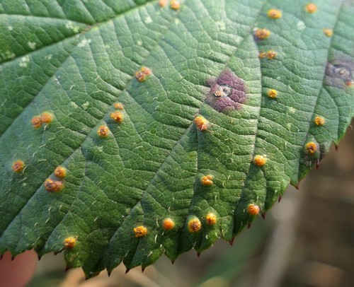 pale bramble rust