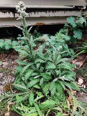 Berkheya purpurea