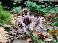 Berkheya purpurea