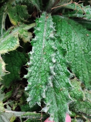 Berkheya purpurea