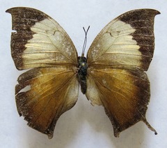 Consul electra electra