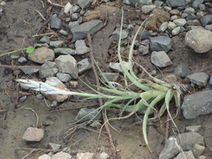 Tillandsia achyrostachys