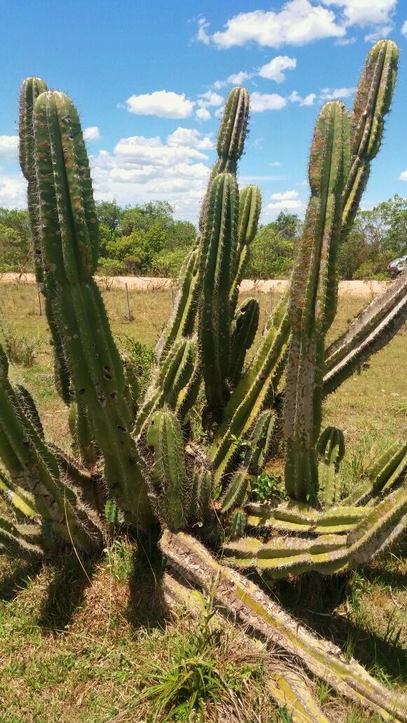 Cereus hildmannianus
