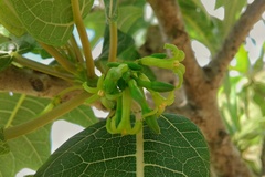 Vasconcellea quercifolia