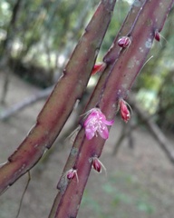 Lepismium cruciforme