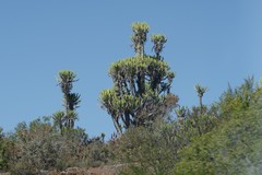 Euphorbia triangularis