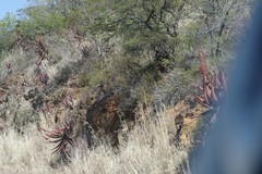 Aloe ferox