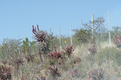 Aloe ferox