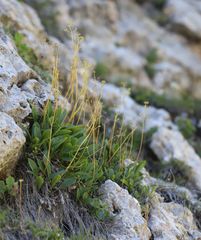 Valeriana saxatilis