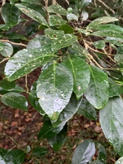 Suregada procera