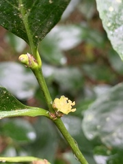 Suregada procera