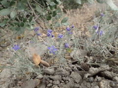 Eriastrum densifolium