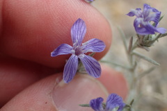 Eriastrum densifolium