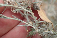 Eriastrum densifolium