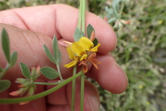 Acmispon decumbens decumbens