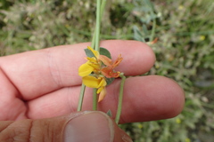 Acmispon decumbens decumbens