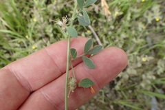Acmispon decumbens decumbens