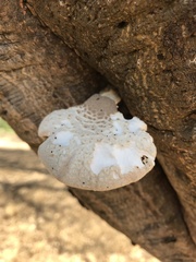 Pleurotus dryinus