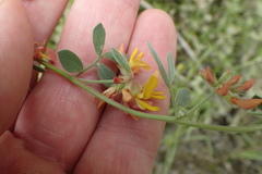 Acmispon decumbens decumbens