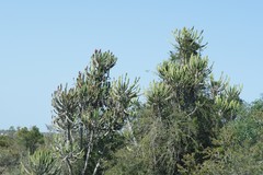 Euphorbia triangularis