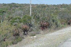 Aloe ferox