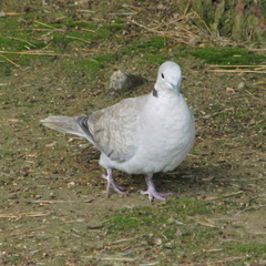 Streptopelia decaocto