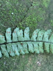 Asplenium lunulatum