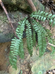 Asplenium lunulatum