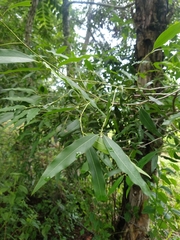 Litsea glaucescens