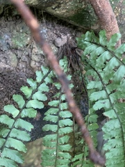 Asplenium lunulatum