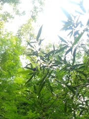 Litsea glaucescens