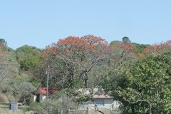 Erythrina caffra