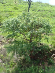Bursera multijuga