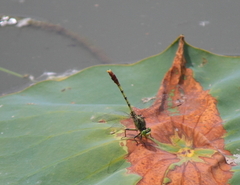 Arigomphus submedianus