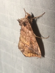 Pseudeva purpurigera