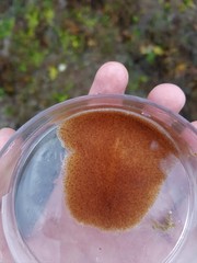 Kaburakia excelsa