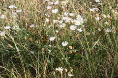 Almutaster pauciflorus