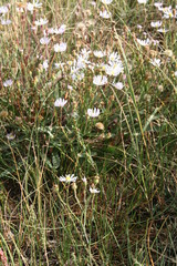 Almutaster pauciflorus