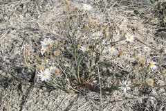 Almutaster pauciflorus