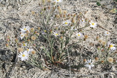 Almutaster pauciflorus