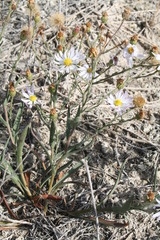 Almutaster pauciflorus