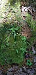 Pinguicula heterophylla